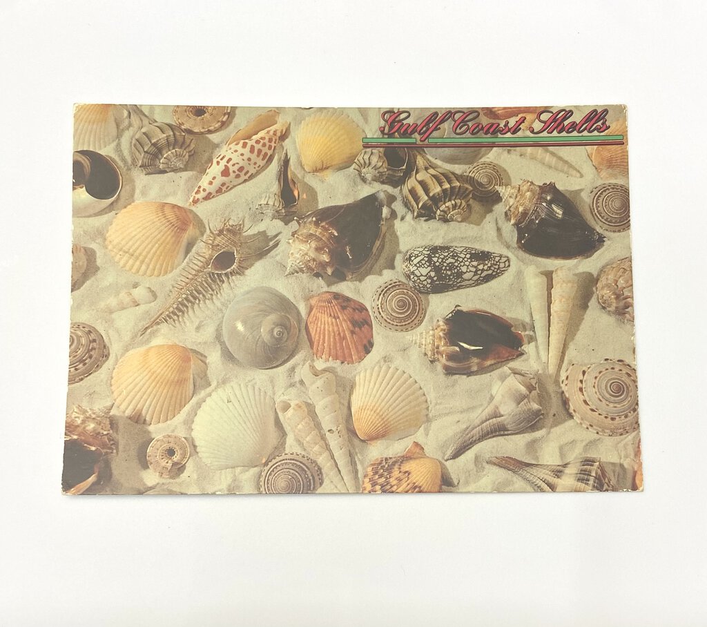Vintage Postcard Gulf Coast Shells Chrome