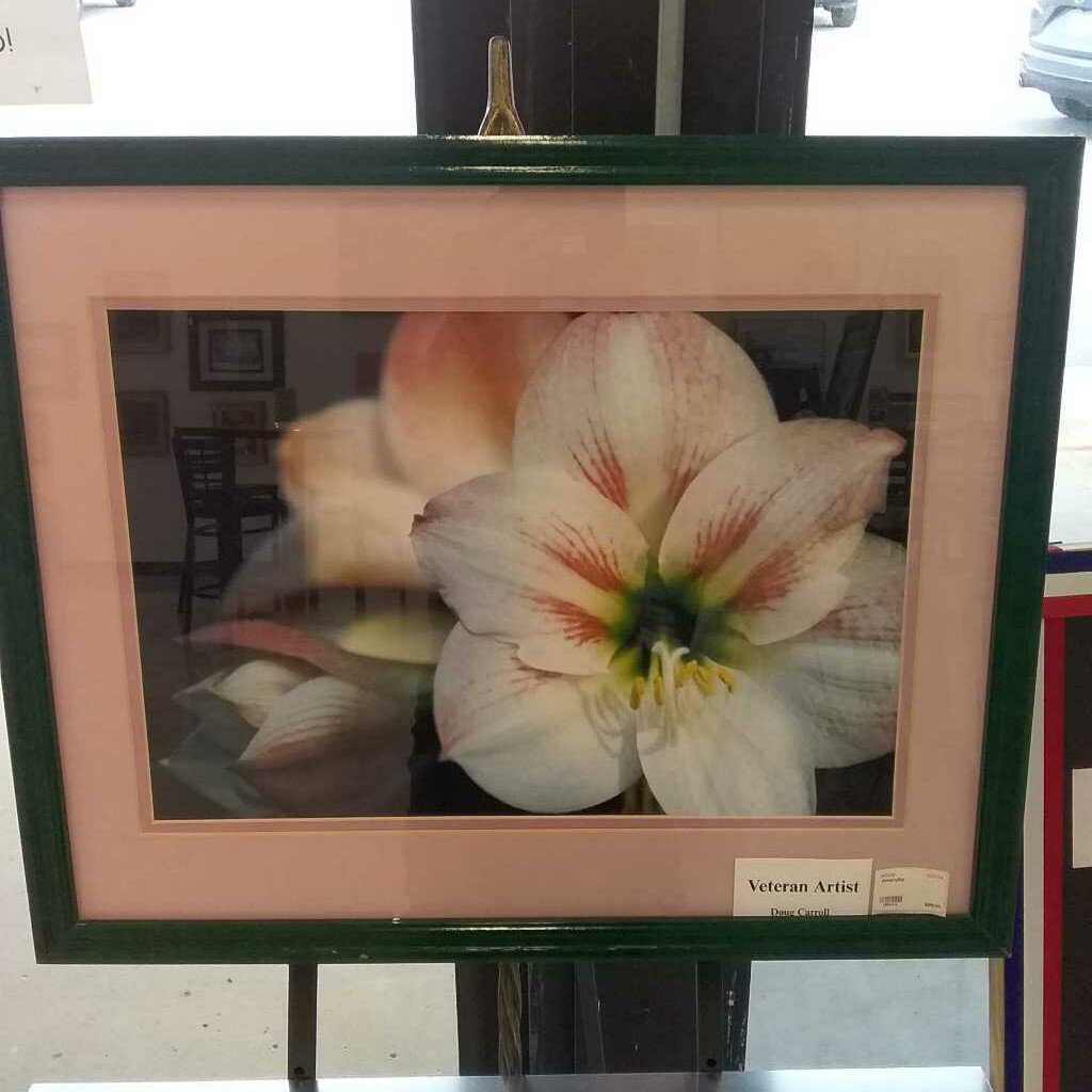 Amaryllis
