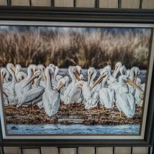 White Pelicans #110