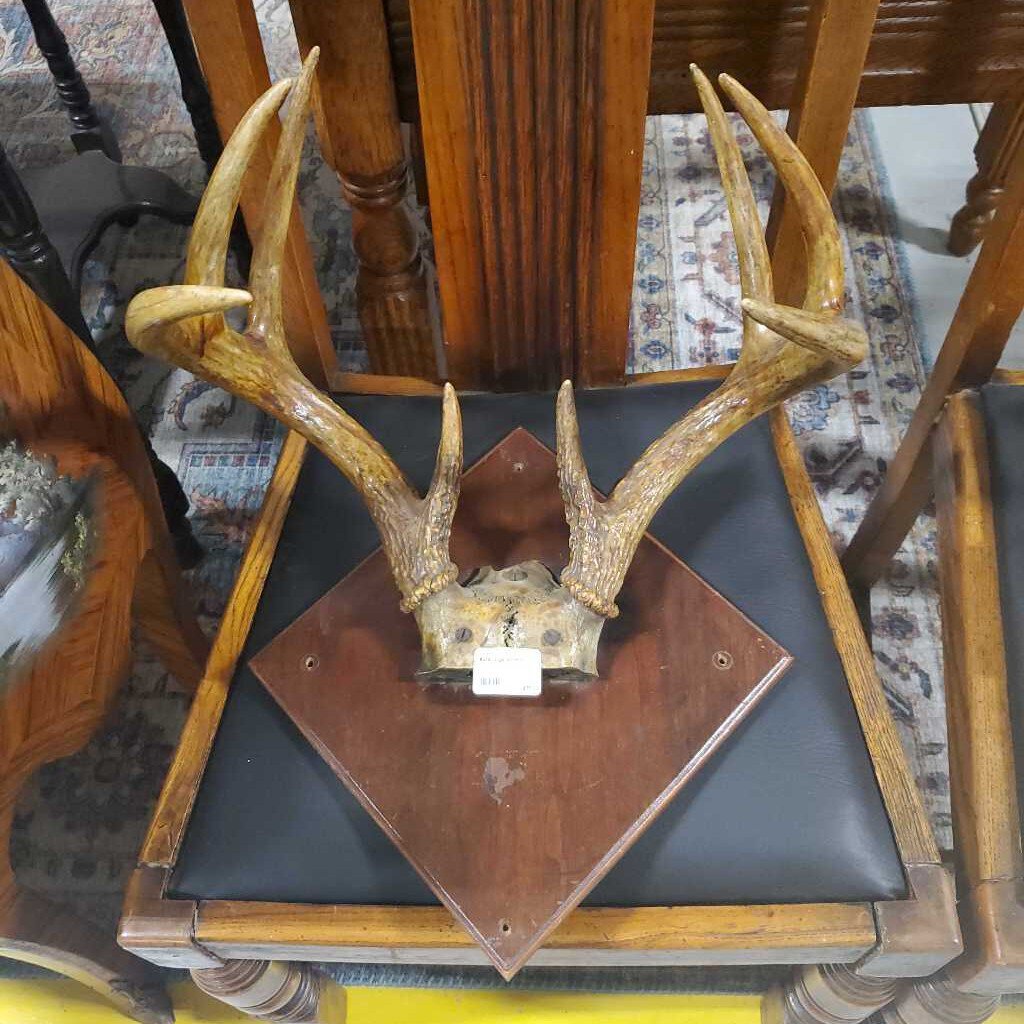 #214 large antlers