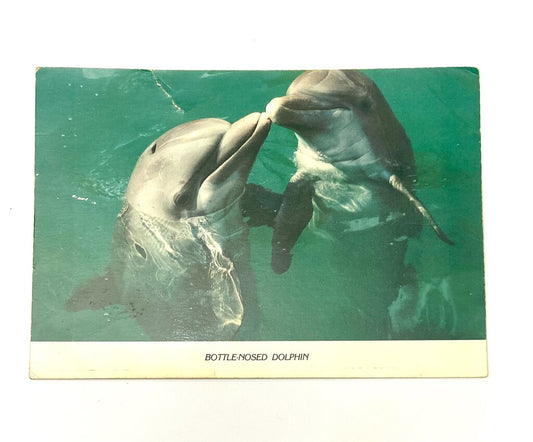 Vintage Postcard Marine Life Dolphins Gulfport MS Mississippi (I fed a dolphin sticker) 1990s