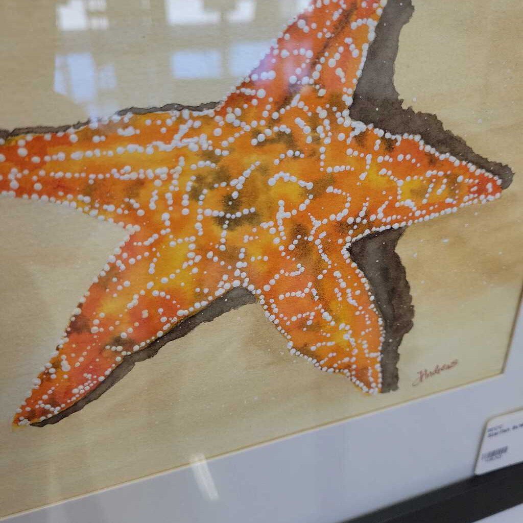 Starfish 8x18 m